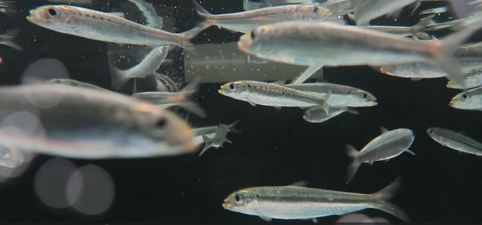 Changes in feeding habits due to climate change cause sardines eat worse and ingest more microplastics