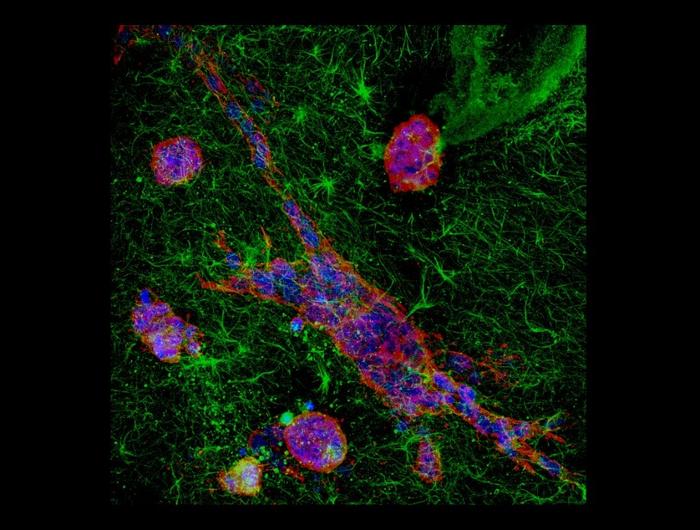 Cells navigating through a tissue-like environment showing diverse shapes and morphologies