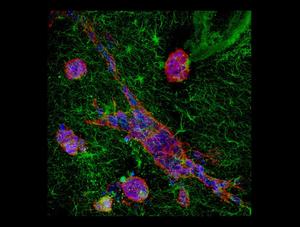 Cells navigating through a tissue-like environment showing diverse shapes and morphologies