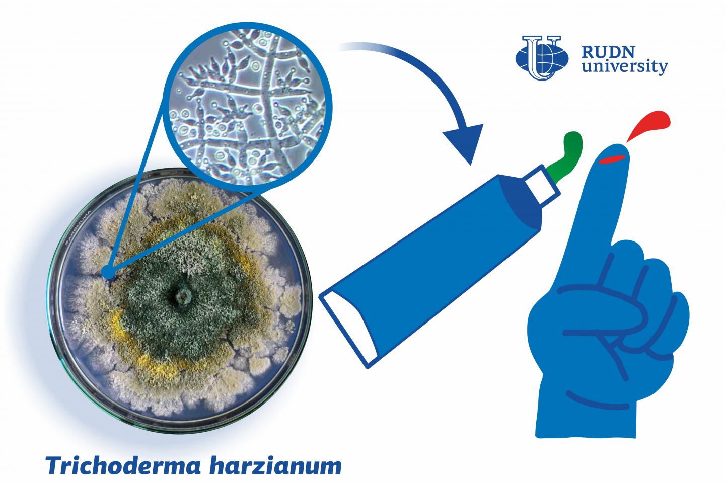 RUDN University Medics Created a Wound-Healing Gel with Metabolic Products of Trichoderma harzianum