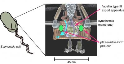 Bacterial Flagellar Protein Export Apparatus