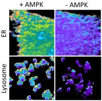 Molecular Spies Report on AMPK Activity