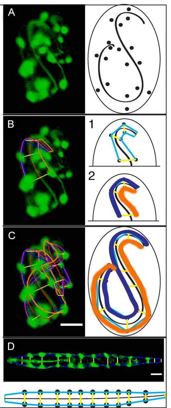 Untwisting Software Process