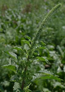 Palmer amaranth