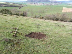 Creation of vegetation-free patches (1m²) on a calcareous grassland near Göttingen.