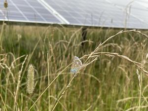 Common blue butterfly on UK solar park