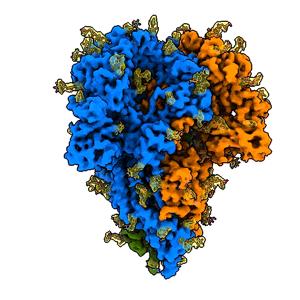 A coronavirus spike in its natural state