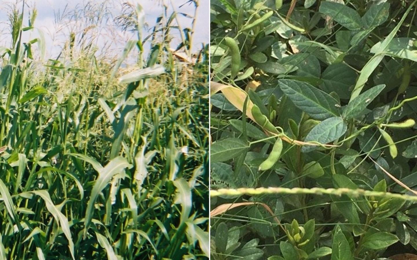 Teosinte and <em>Glycine soja</em>, Progenitor Species of Corn and Soybeans