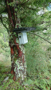 An automatic recorder on a tree