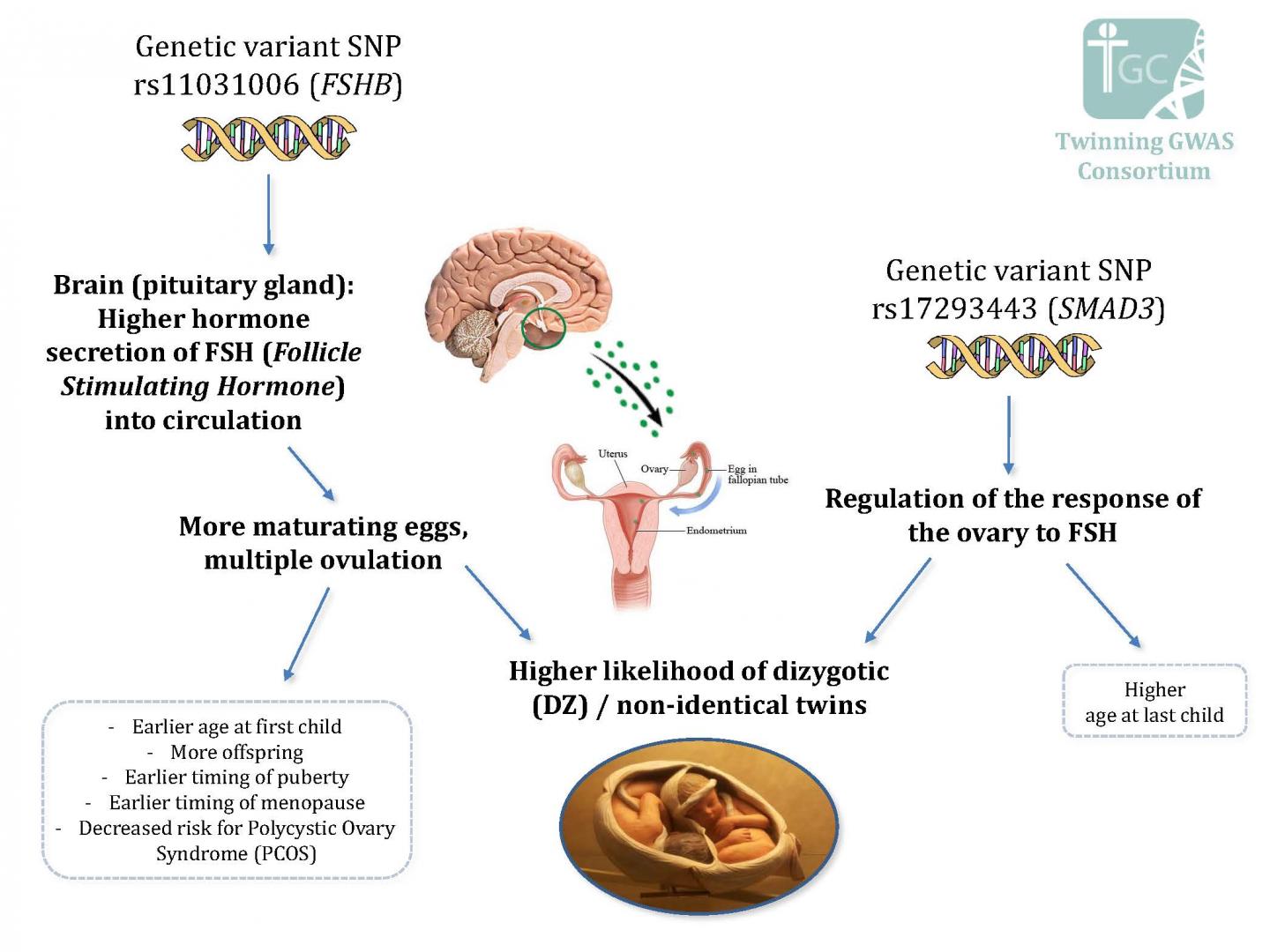 Genetic Variant SNP