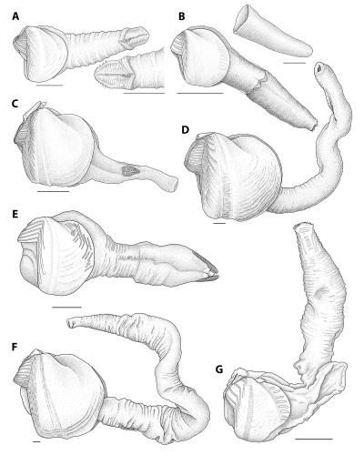 Illustration of Wood-Boring Clams