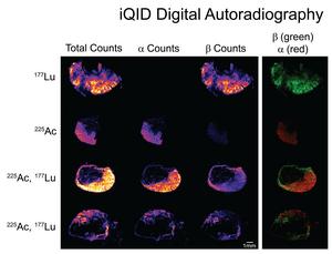 Autoradiography images of GPA33(+) SW1222 xenograft sections acquired using an ionizing-radiation quantum imaging detector (iQID) camera.