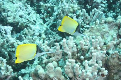 Butterfly Fish
