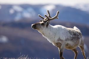 Male caribou