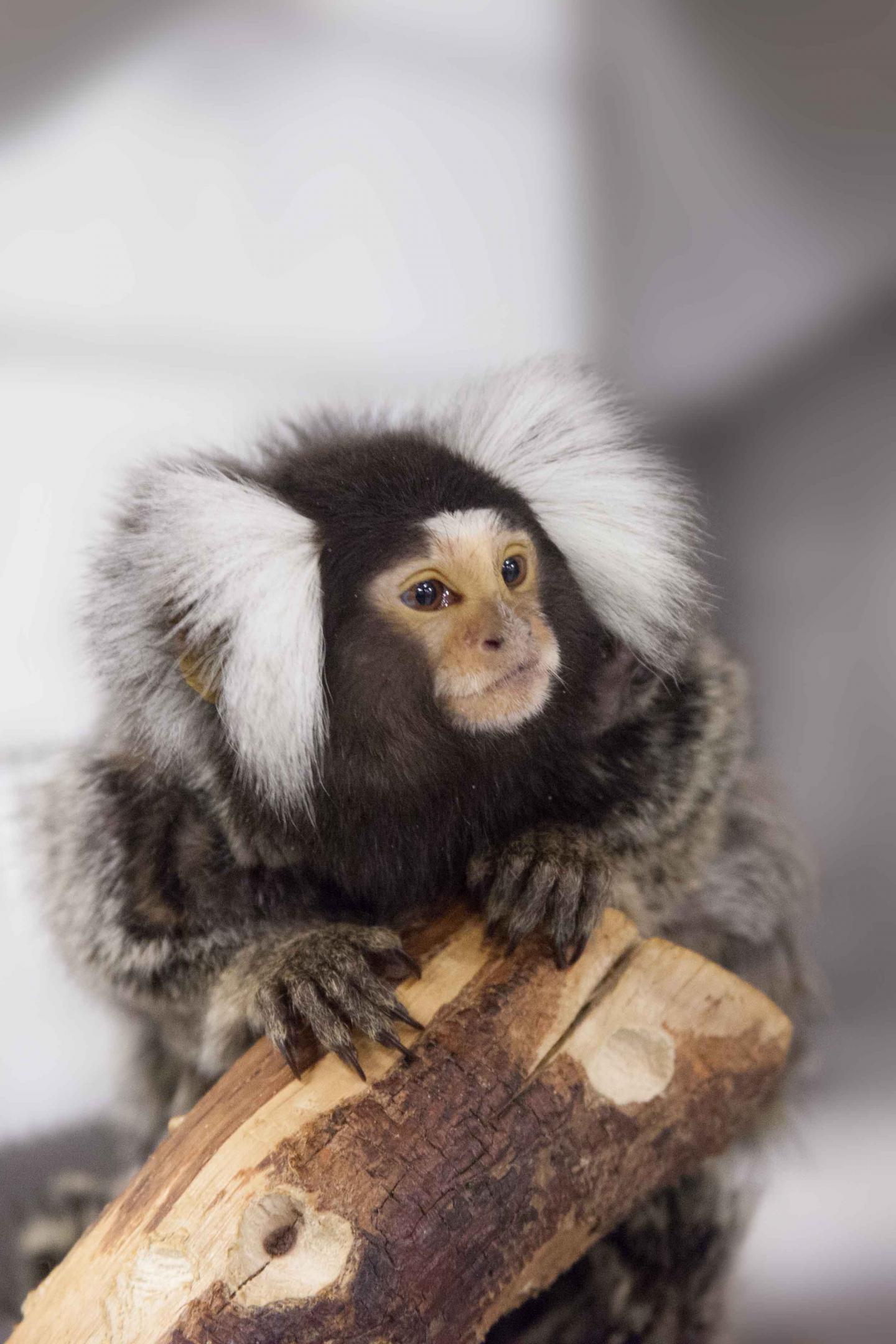 A Marmoset Monkey