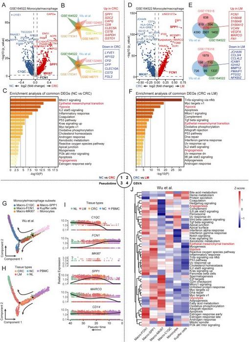 Changes in monocytes/macrophages during CRLM