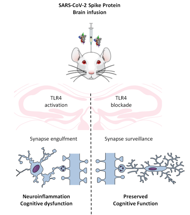 Graphical Abstract IMAGE EurekAlert Science News Releases