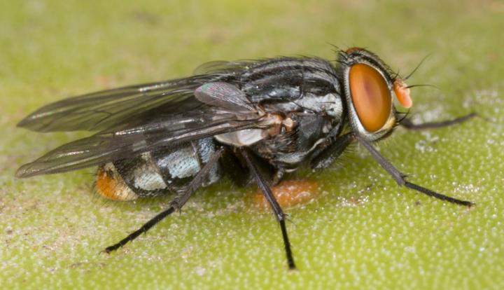 Forensic Entomologists Discover Chinese Migrant Fly on Cadavers in Europe
