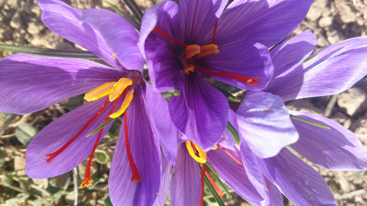Chemical Fingerprints Confirm The Saffron Fraud