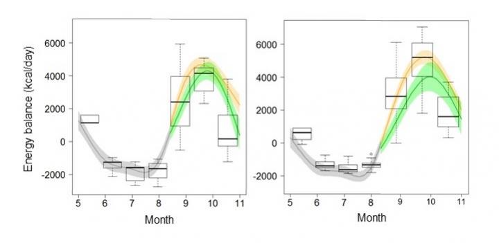 Seasonal Change in Energy Balance (Kcal/day) (Left: Male, Right: Female).