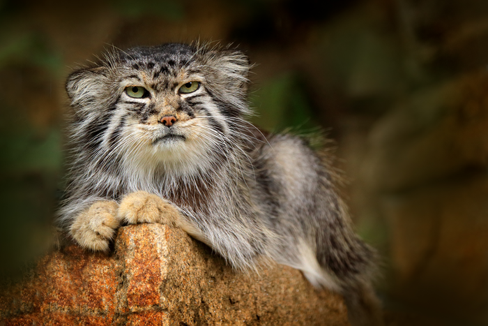 Pallas Cat - Facts - Natural History - Conservation Status