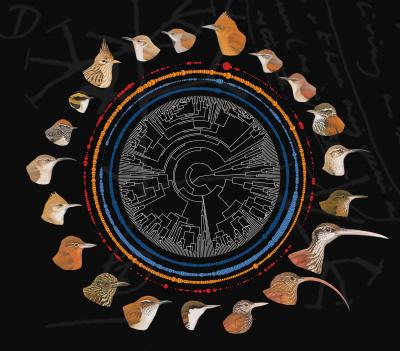 Beak Variation in Ovenbirds