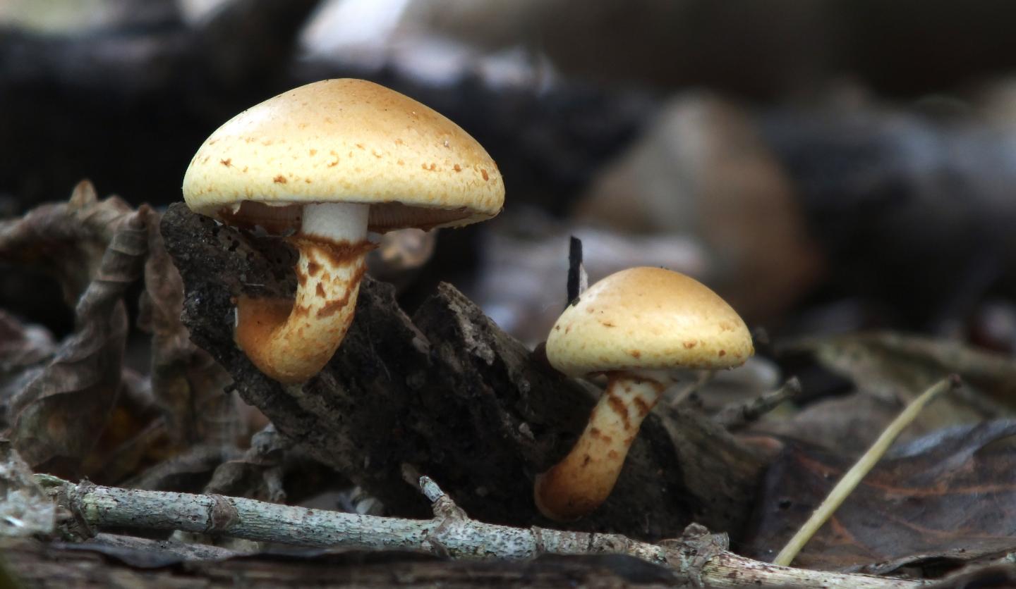 Masters of Decay: Wood Rotting Fungi
