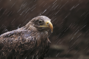 White-tailed eagle