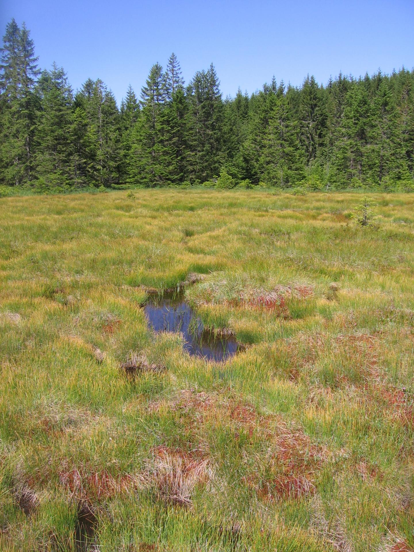 Hirschb&auml;der mire