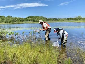 Collecting dragonfly larvae as part of the Dragonfly Mercury Project