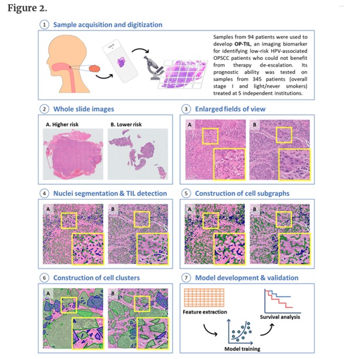 Identification of cell types