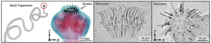 Tapeworm