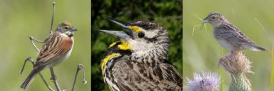 Common Grassland Birds