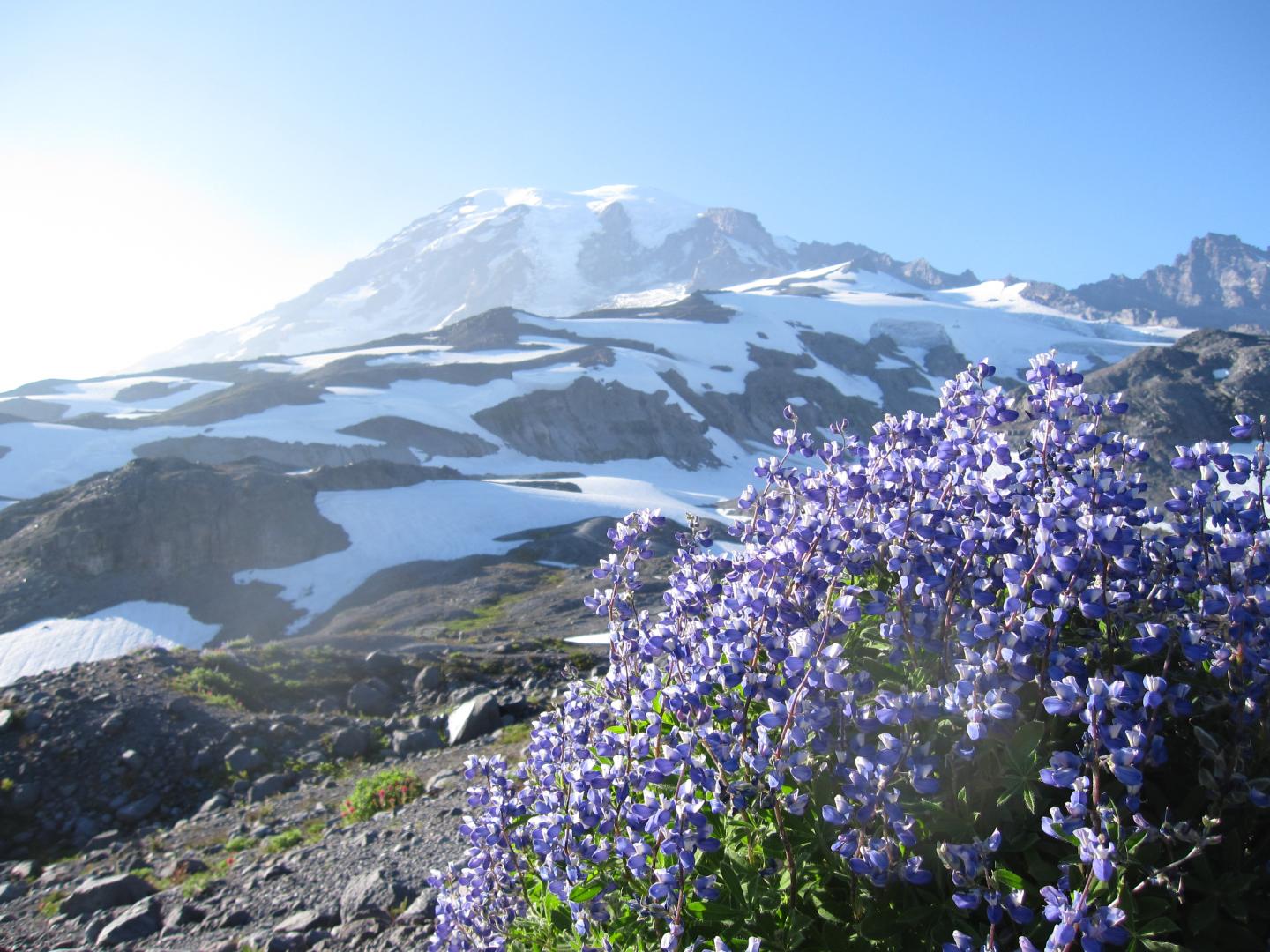 Lupines on Mount Rainier