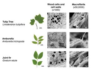 Wood ultrastructure of 3 species examined under a cryo-SEM