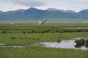 Wetlands provide fresh water and habitat, and wetlands altogether contain about a third of the world’s carbon