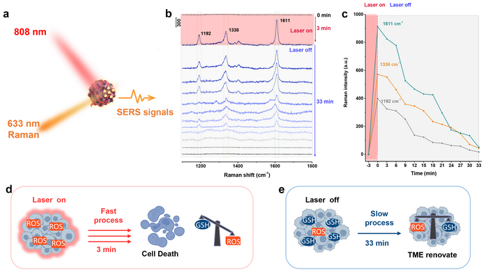 Figure 2 | SERS monitoring of the photodynamic therapy.