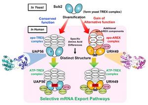 Analyzing the structural and functional differences of complexes formed by closely related RNA helicases.