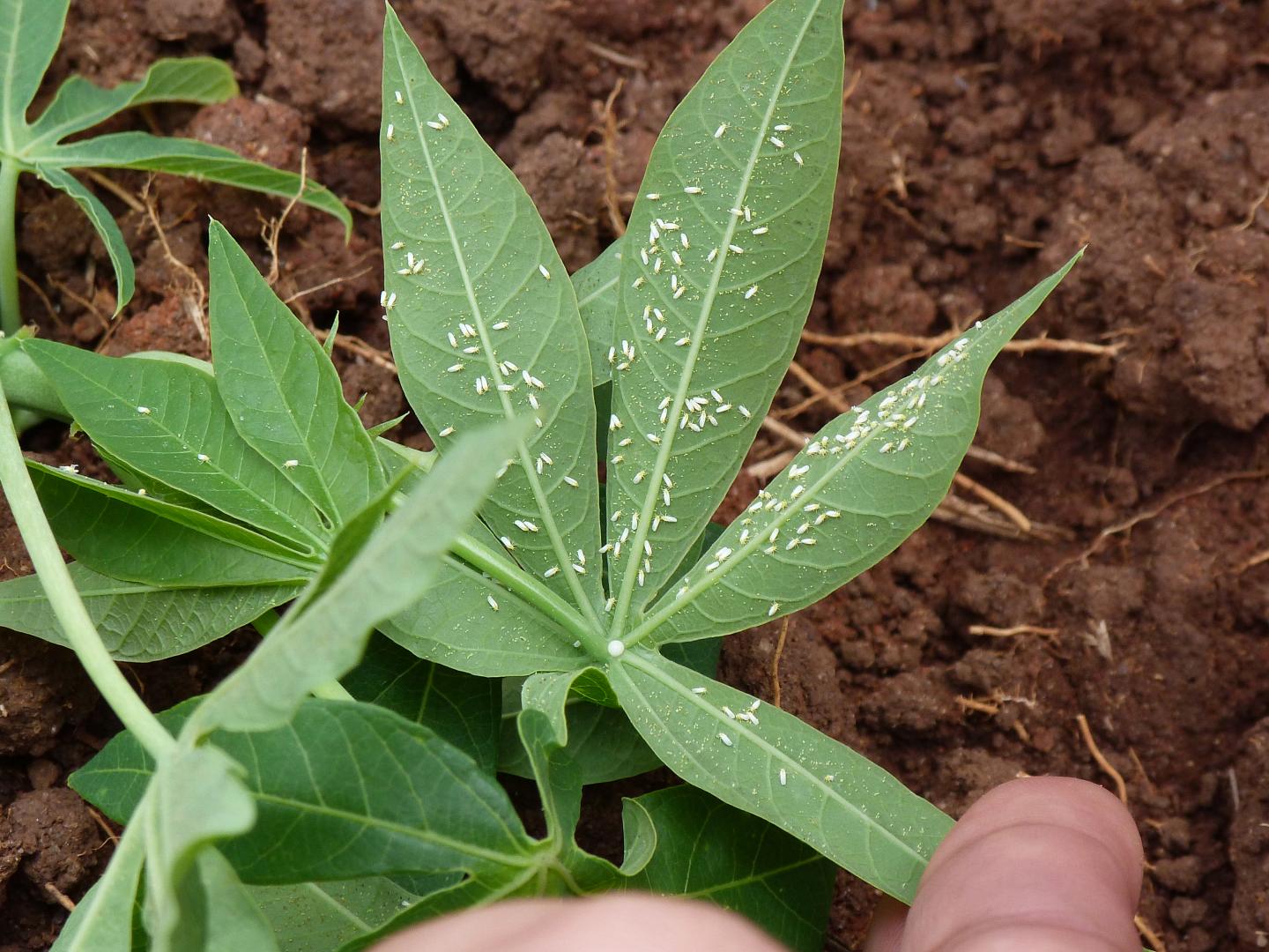 Whitefly Bemisia tabaci on cassava