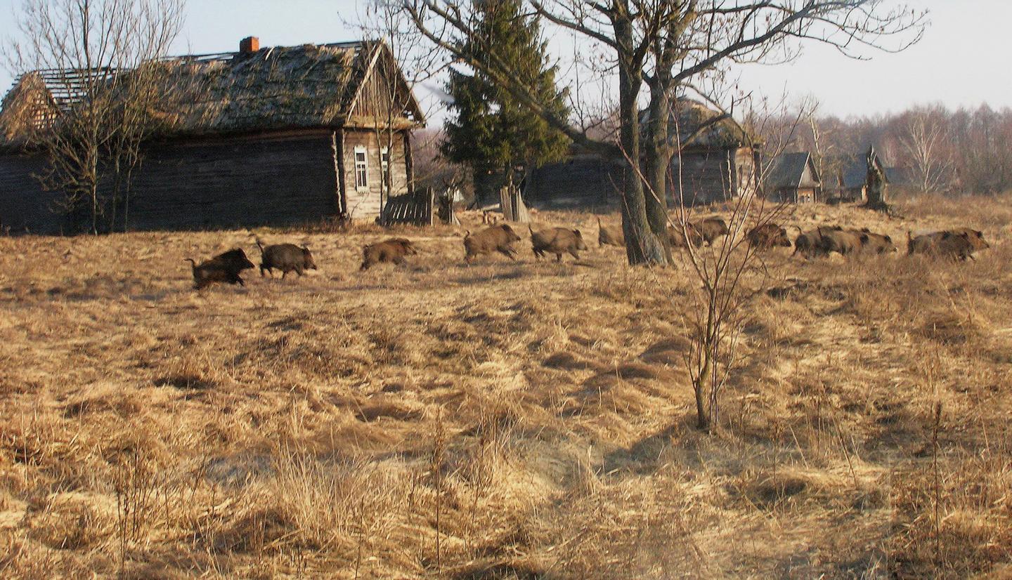 Wild Boar at Chernobyl