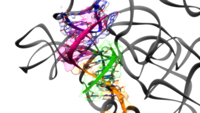 Zooming in on a ribozyme struc [IMAGE] | EurekAlert! Science News Releases