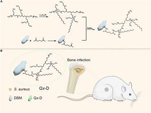 Cationized Decalcified Bone Matrix for Infected Bone Defect Treatment