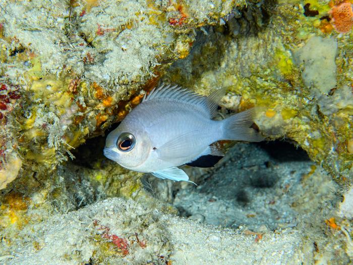 Chromis abadhah