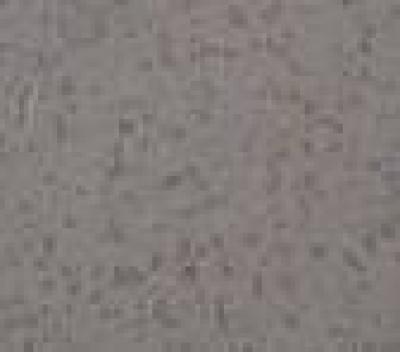 Immunohistochemical Staining