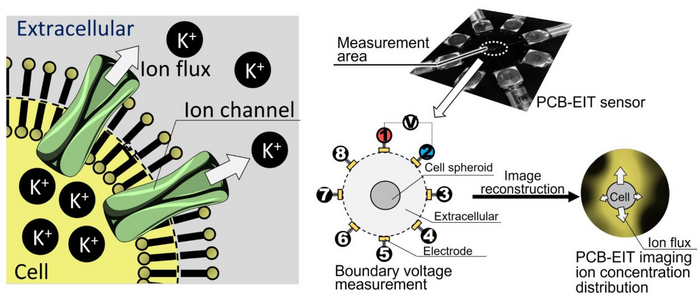 Electrical impedance tomography (EIT) imaging of outside-the-cell ion concentration changes associated with ion channel activation