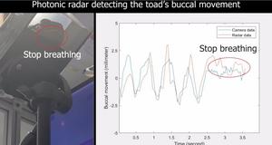 Experimental setup monitoring cane toad breathing