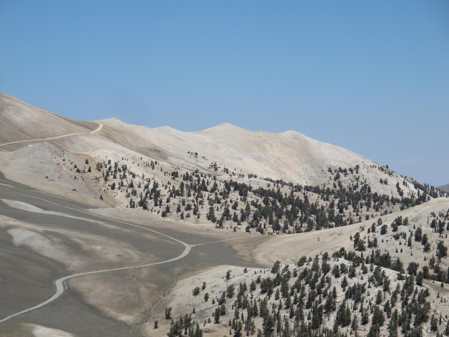 Stand of Bristlecone and Limber Pine