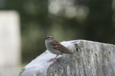 Chipping Sparrow