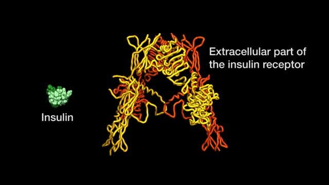 Insulin Receptor