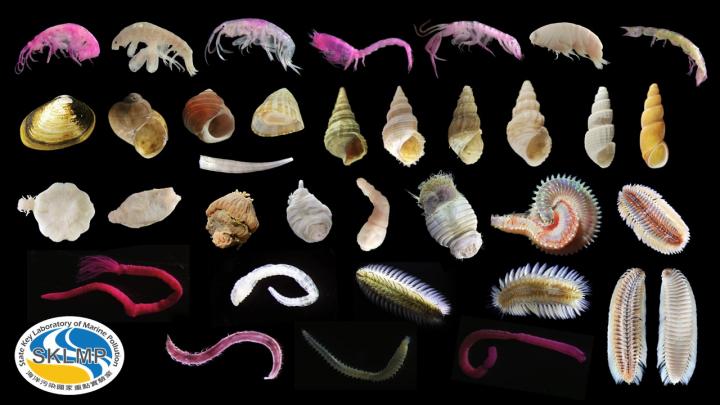 Benthic marine organisms commonly found in the sediment of the marine environment of Hong Kong.